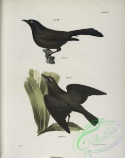 birds-42999 - 1289-49, The Common Crow Blackbird (Quiscalus versicolor), 50, The Rusty Crow Blackbird (Quicalus ferrugineus)