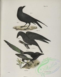 birds-43000 - 1290-51, The Raven (Corvus corax), 52, The Common Crow (Corvus americanus), 53, The Magpie (Pica caudata)