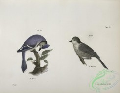 birds-43001 - 1291-54, The Blue Jay (Garrulus cristatus), 55, The Canada Jay (Garrulus canadensis)