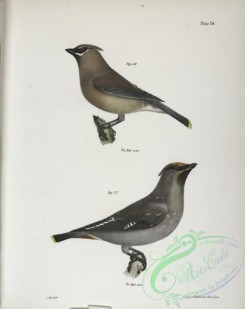 birds-43002 - 1292-56, The Cedar Bird (Bombycilla carolinensis), 57, The Bohemian Waxwing (Bomyicilla garrula)