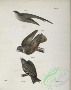 birds-43003 - 1293-58, The Chimney Swallow (Ch_tura pelasgia), 59, The Whippoorwill (Caprimulgus vociferus), 60, The Nighthhawk (Chordeiles americanus)