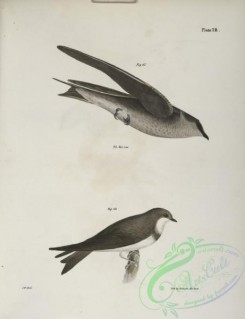 birds-43004 - 1294-61, The Purple Martin (Hirundo purpurea), 62, The Bank Swallow (Hirundo riparia)