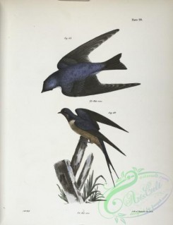 birds-43005 - 1295-63, The White-bellied Swallow (Hirundo bicolor), 64, The Barn Swallow (Hirundo rufa)