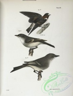 birds-43006 - 1296-65, The Cliff Swallow (Hirundo fulva), 66, The Small Green-crested Flycatcher (Muscicapa acadica), 67, The Phoebe-bird (Muscicapa fusca)