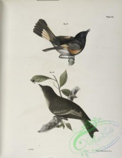 birds-43007 - 1297-68, The American Redstart (Muscicapa ruticilla), 69, The Wood Pewee (Muscicapa virens)