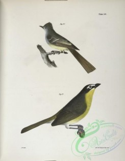 birds-43008 - 1298-70, The Great-crested Kingbird (Tyrannus crinitus), 71, The Yellow-brested Chat (Icteria viridis)