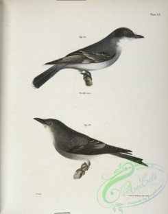 birds-43009 - 1299-72, The Kingbird (Tyrannus intrepidus), 73, The Olive-sided Kingbird (Tyrannus cooperi)