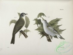 birds-43010 - 1300-74, The Warblink Greenlet (Vireo gilvus), 75, The Red-eyed Greenlet, var, (Vireo olivaceus)