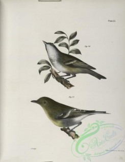 birds-43011 - 1301-76, The Solitary Greenlet (Vireo solitarius), 77, The Yellow-throated Greenlet (Vireo flavifrons)