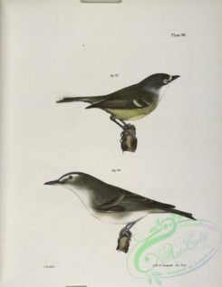 birds-43012 - 1302-78, The White-eyed Greenlet (Vireo noveboracensis), 79, The Red-eyed Greenlet (Vireo olivaceus)