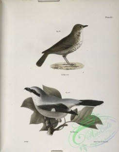 birds-43013 - 1303-80, The Hermit Thrush (Merula solitaria), 81, The Northern Butcher-bird (Lanius septentrionalis)