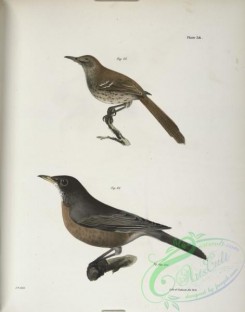 birds-43014 - 1304-82, The Brown Thrush (Orpheus rufus), 83, The American Robin (Merula migratoria)