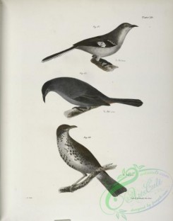 birds-43015 - 1305-84, The Mocking-bird (Orpheus polyglottus), 85, The Cat-bird (Orpheus carolinensis), 86, The Wood Thrush (Merula mustelina)