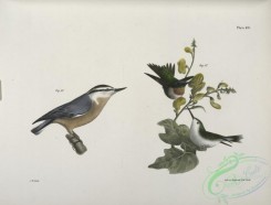 birds-43016 - 1306-87, The Red-throated Hummingbird, male and female (Trochilus colubris), 88, The Red-bellied Nuthatch (Sitta canadensis)