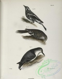 birds-43017 - 1307-89, The Varied Creeping Warbler (Mniotilta varia), 90, The Brown Creeper (Certhia americana), 91, The White-breasted Nutchatch (Sitta carolinensis)