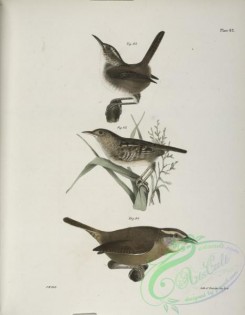 birds-43018 - 1308-92, The Marsh Wren (Troglodytes palustris), 93, The Short-billed Wren (Troglodytes brevirostris), 94, The Mocking Wren (Troglodytes ludovicianus)