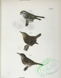 birds-43019 - 1309-95, The Golden-crested Kinglet (Regulus satrapa), 96, The Winter Wren (Troglodytes hyemalis), 97, The House Wren (Troglodytes _don)