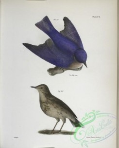birds-43020 - 1310-98, The Bluebird (Sialia wilsoni), 99, The American Titlark (Anthus ludovicianus)