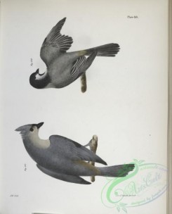birds-43021 - 1311-100, The Blackcap Tit (Parus atricapillus), 101, The Crested Tit (Parus bicolor)