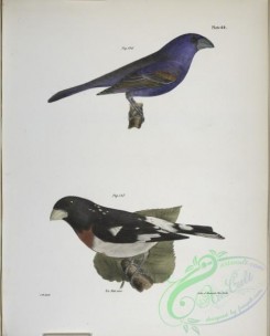 birds-43040 - 1330-146, The Blue Grosbeak (Coccoborus ceruleus), 147, The Rose-breasted Grosbeak (Coccoborus ludovicianus)