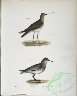 birds-43072 - 1363-217, He Ruff (Tringa pugnax), 218, The Red-breasted Sandpiper (Tringa canutus)