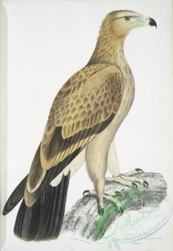 birds-43195 - 2626-Tawny Eagle, Aquilla fulvescens