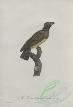 birds-43239 - 628-Le Loriot de paradis, femelle