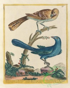 birds-43448 - 048-cuculus mindanensis naevius, cuculus madagascariensis