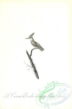 birds_bw-00932 - 061-Hummingbird