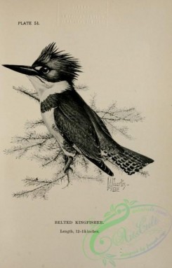 birds_bw-02854 - 051-Belted Kingfisher