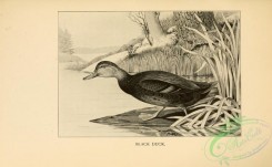 birds_bw-03112 - 052-Black Duck
