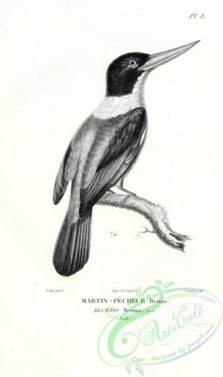 birds_bw-03871 - 031-Black-capped Kingfisher, alcedo brama