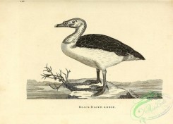 birds_bw-03929 - 008-Black Backed Goose