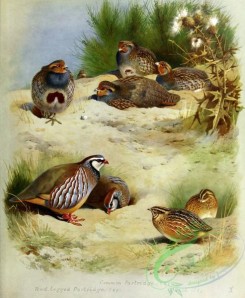 birds_by_thorburn-00004 - Common Partridge, Red-legged Partridge, Quail