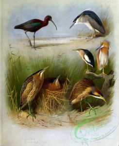 birds_by_thorburn-00005 - Glossy Ibis, Common Bittern, Night Heron, Little Bittern, Squacco Heron, American Bittern