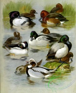 birds_by_thorburn-00018 - Tufted Duck, Buffel-headed Duck, Golden-eye, Long-tailed Duck, Ferruginous Duck, Scaup Duck