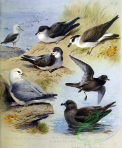 birds_by_thorburn-00022 - Black-browed Albatross, Fulmar, Manx Shearwater, Collared Petrel, Capped Petrel, Bulwer's Petrel, Schlegel's Petrel