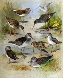 birds_by_thorburn-00027 - Green Sandpiper, Redshank, Greenshank, Solitary Sandpiper, Spotted Redshank, Red-breasted Snipe, Greater Yellowshank, Marsh Sandpiper
