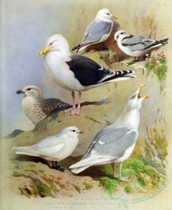 birds_by_thorburn-00031 - Kittiwake Gull, Great Black-backed Gull, Ivory Gull, Glaucous Gull