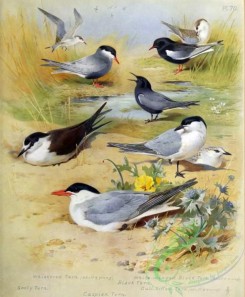 birds_by_thorburn-00040 - Whiskered Tern, Sooty Tern, Caspian Tern, Black Tern, White-winged Black Tern, Gull-billed Tern
