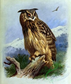 birds_by_thorburn-00045 - Eagle-Owl