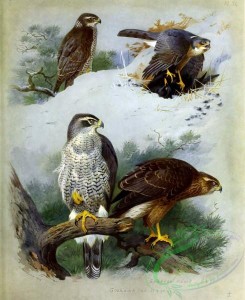 birds_by_thorburn-00057 - Sparrow Hawk, Goshawk