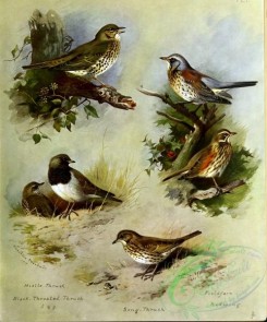 birds_by_thorburn-00067 - Mistle-Thrush, Black-throated Thrush, Song-Thrush, Fieldfare, Redwing