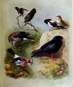 birds_by_thorburn-00076 - Starling, Nutcracker, Jay, Rose-coloured Starling, Chough