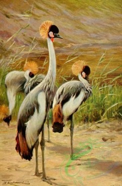 birds_full_color-00001 - Crowned Crane