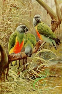 birds_full_color-00431 - Senegal Parrot