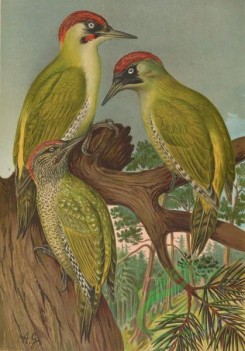 birds_full_color-00436 - Eurasian Green Woodpecker