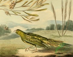 birds_full_color-00544 - Ground Parrot, psittacus terrestris