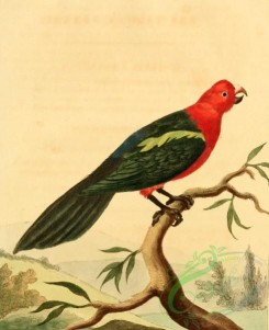 birds_full_color-00549 - Tabuan Parrot, psittacus tabuarus