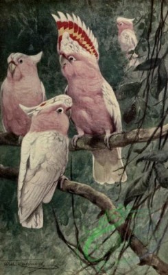 birds_full_color-00706 - Leadbeater's Cockatoo, cacatua leadbeateri